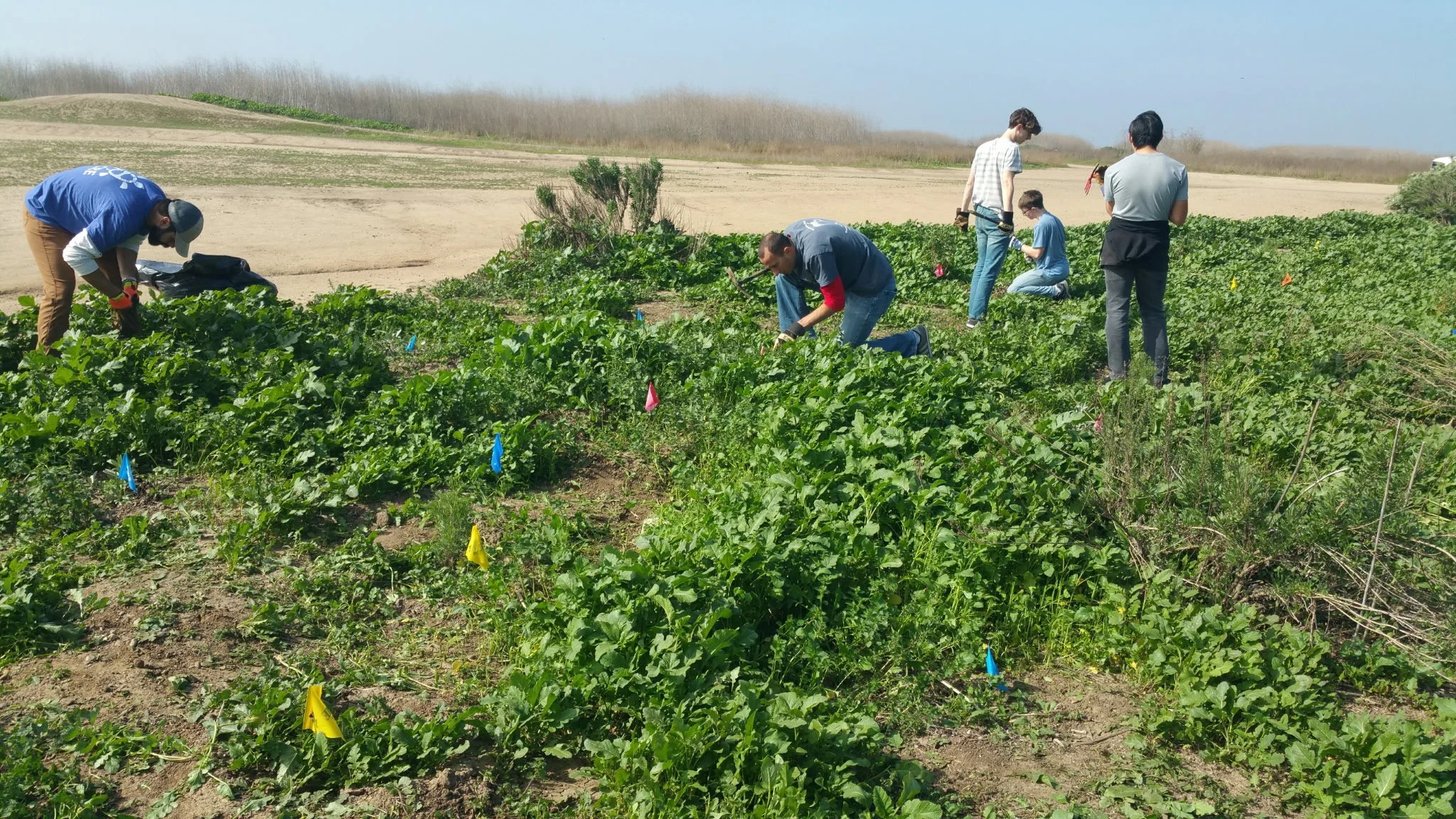 Several people working in a green farm field with flags, surrounded by a rural landscape with open land and distant hills.