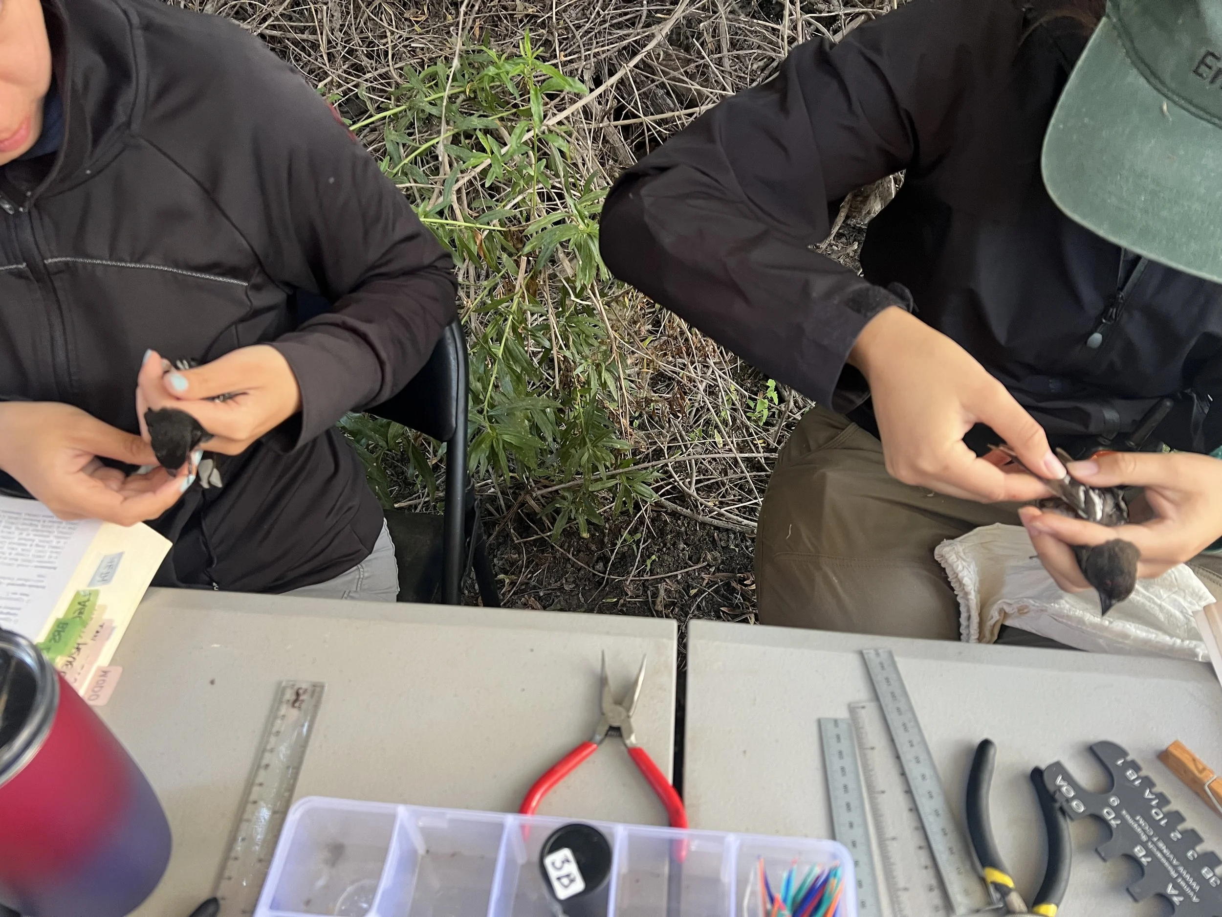 image of biologists collecting data handling bird with proper techniques