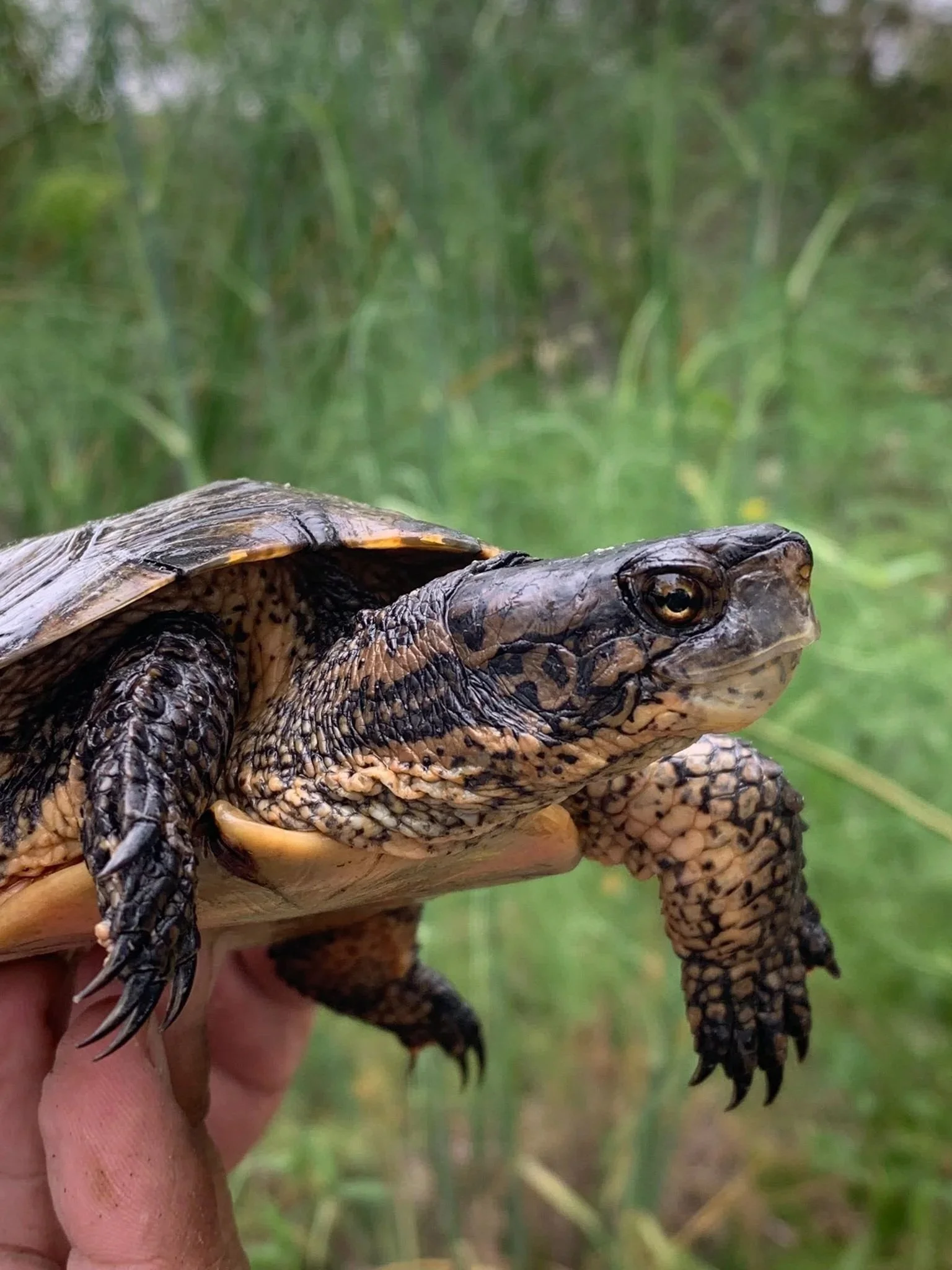 image of southwestern pond turtle