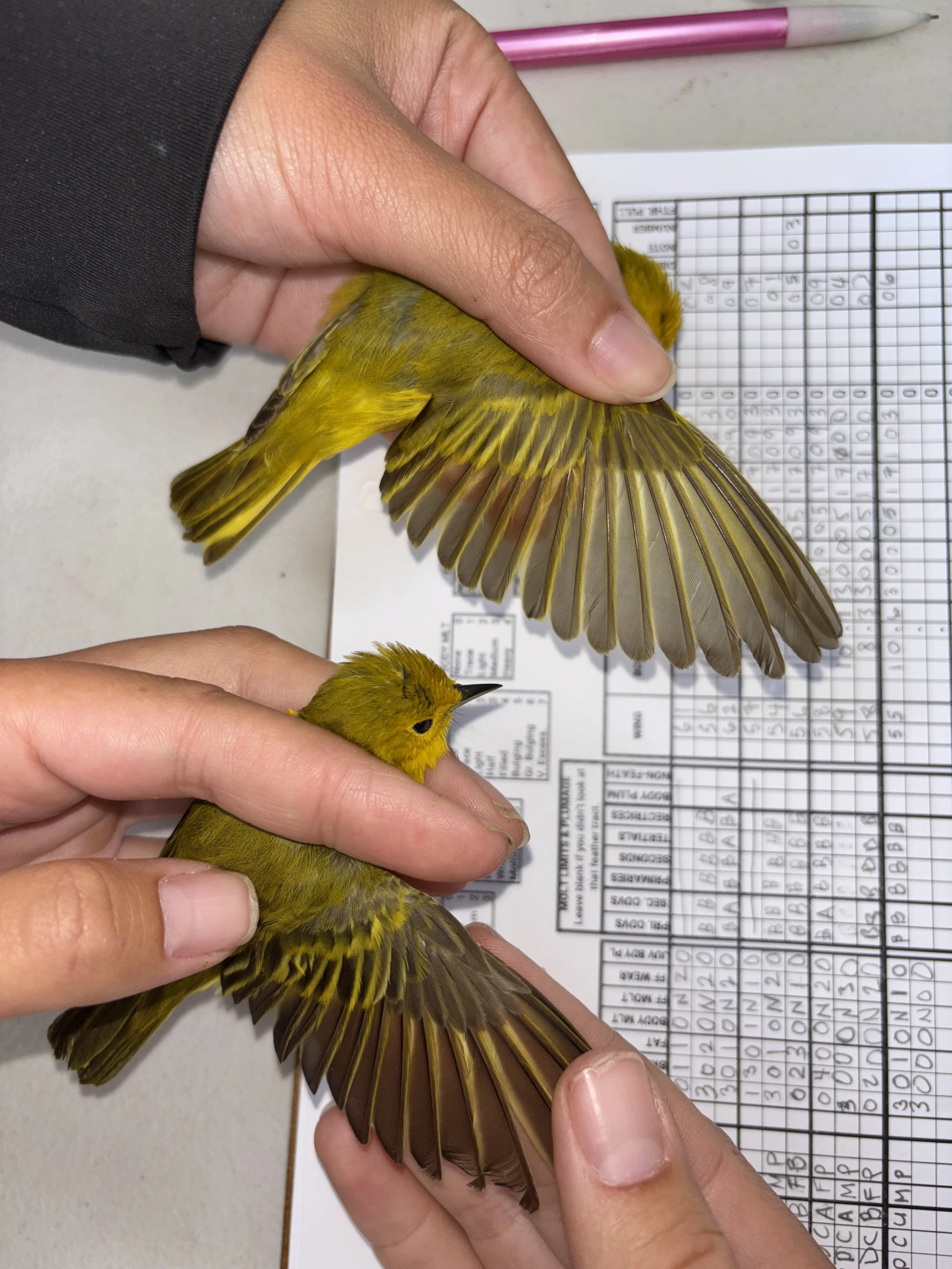 image of the wings of yellow warblers being observed