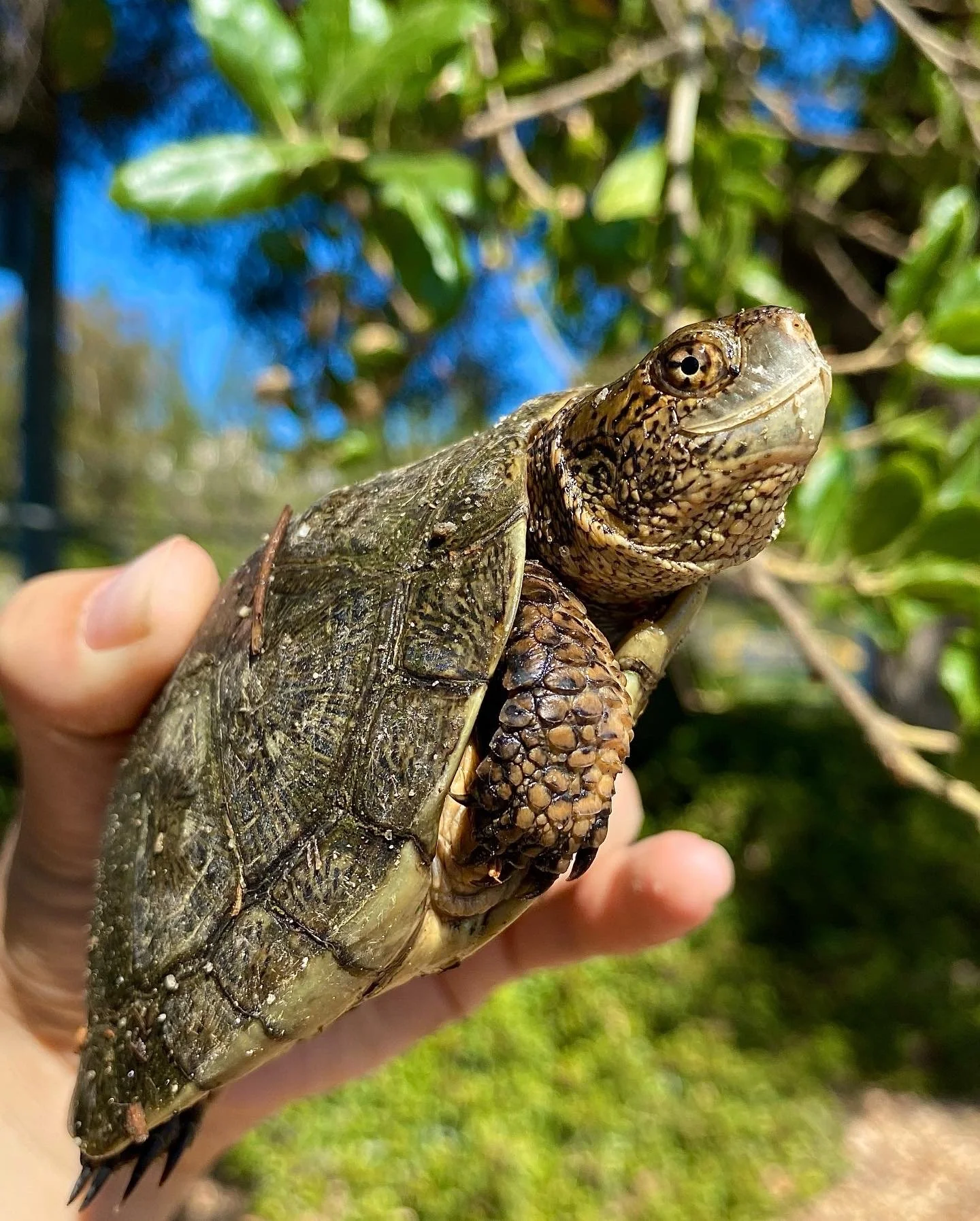 image of southwestern pond turtle being held by biologists with proper permitting 