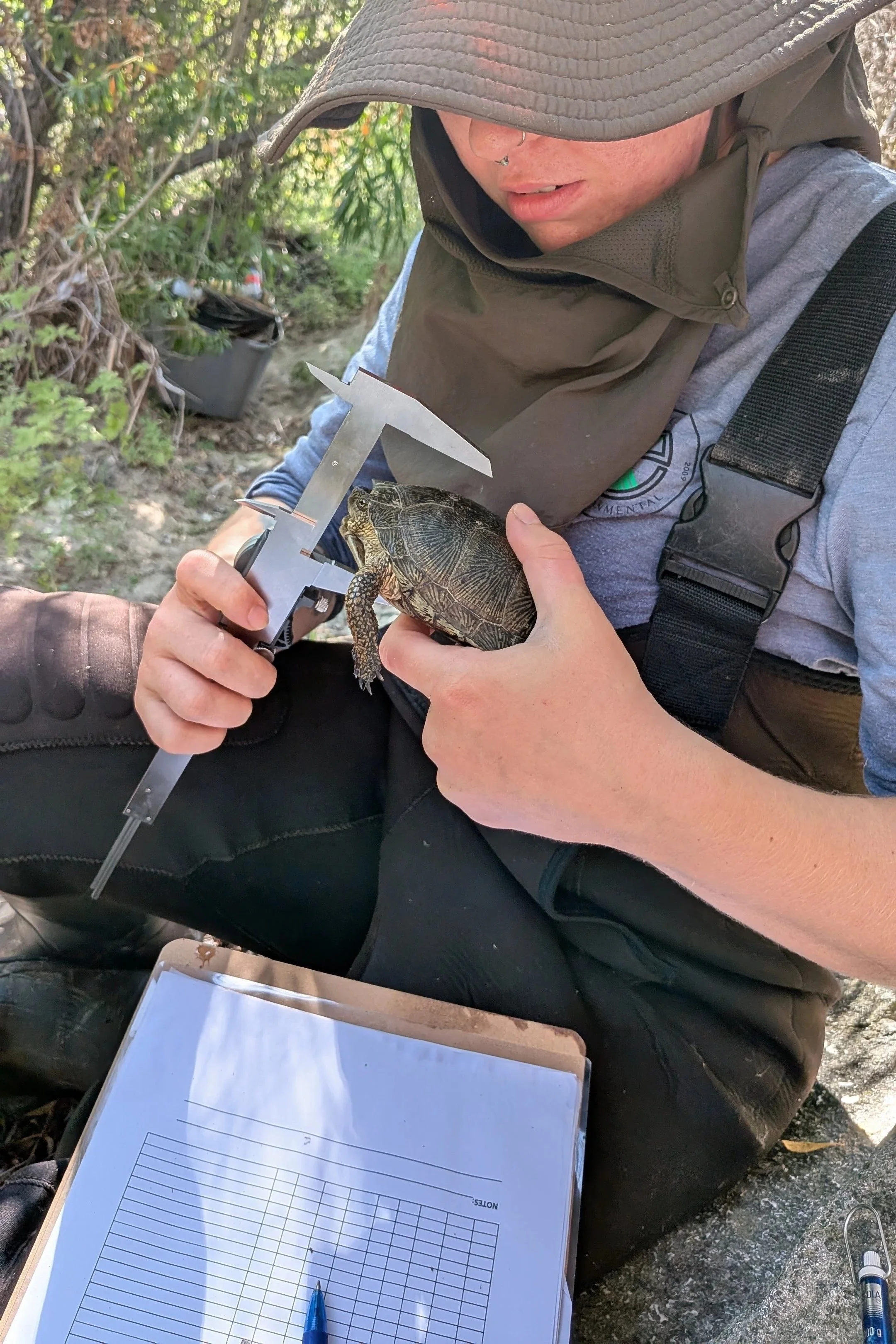 image of biologist measuring southwestern pond turtle