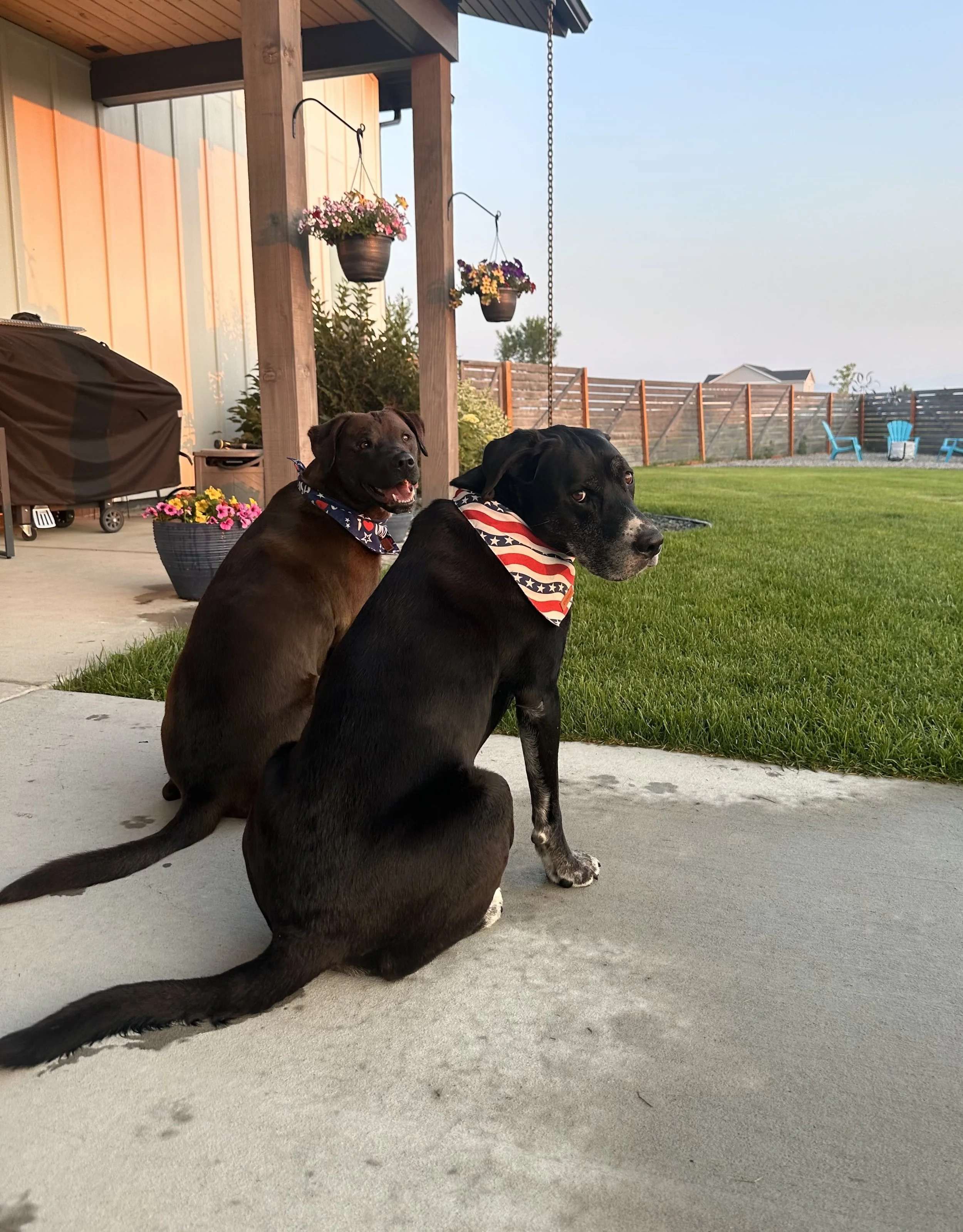 Two black dogs with bandanas sitting on a concrete patio in a backyard. One dog is smiling with its mouth open, and the other is looking to the side. The background shows a fenced yard, a lawn, outdoor chairs, hanging flower baskets, and a barbecue grill.