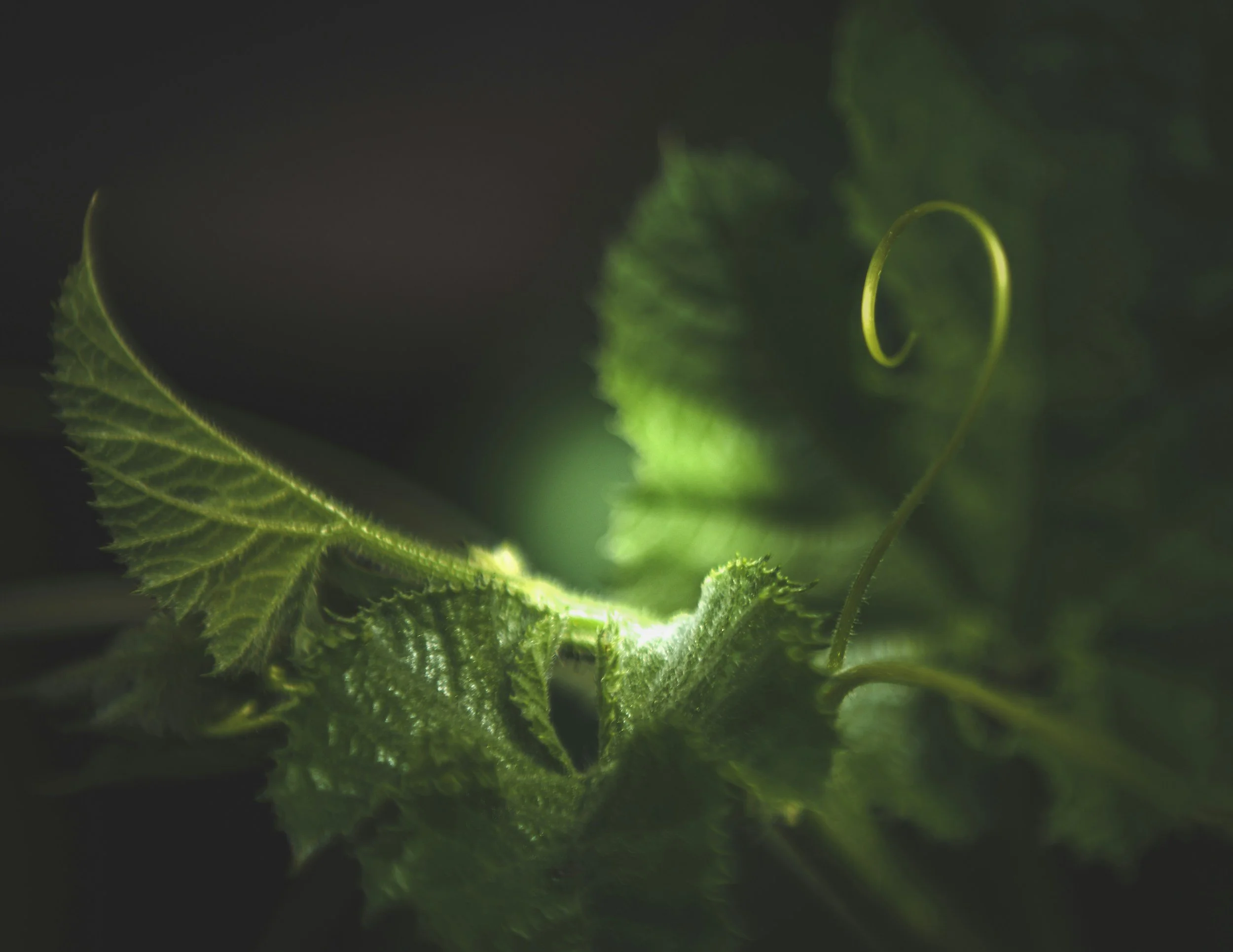 Quantum Energy healing with Meg