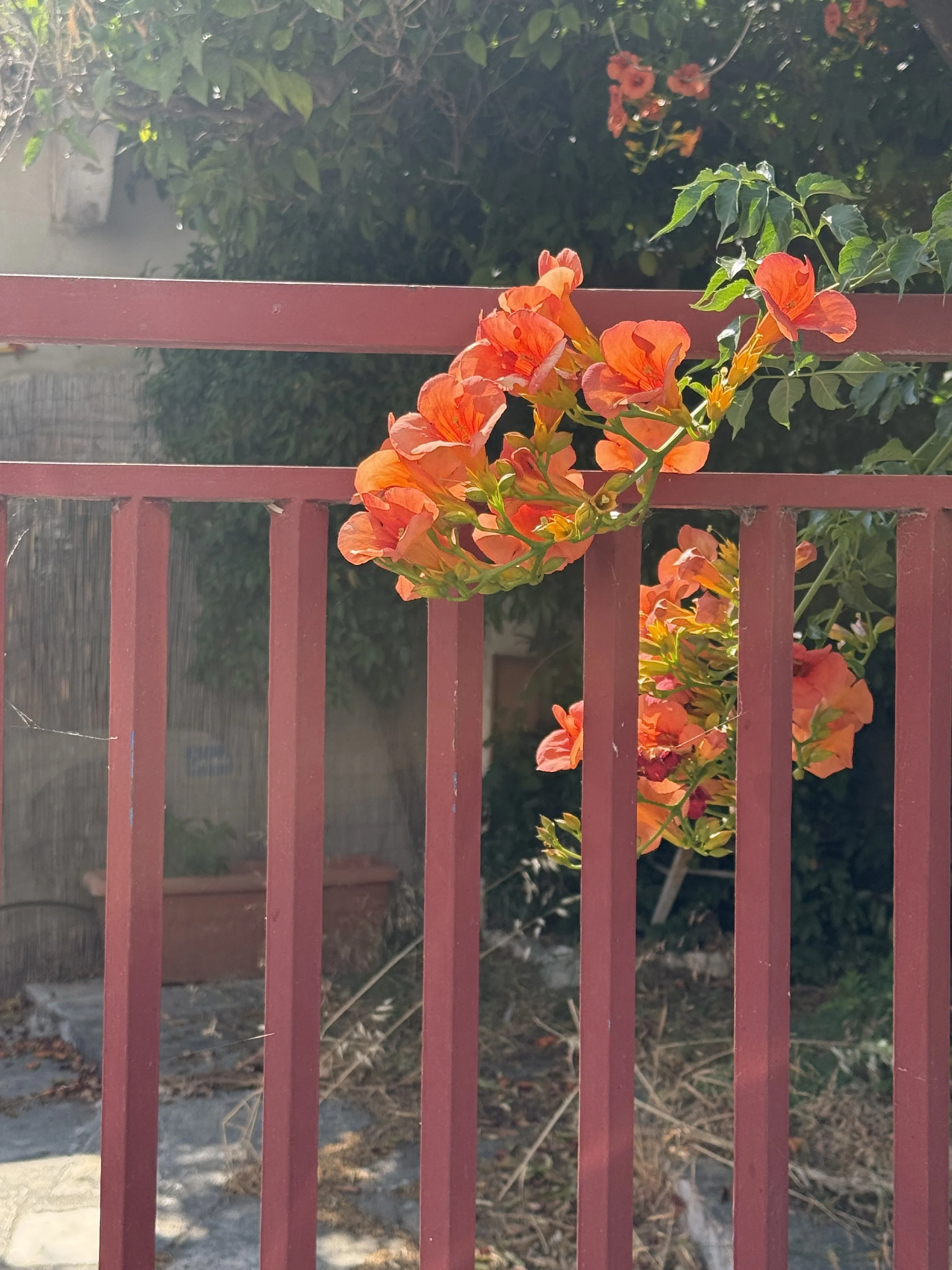 IMG_1204.jpeg