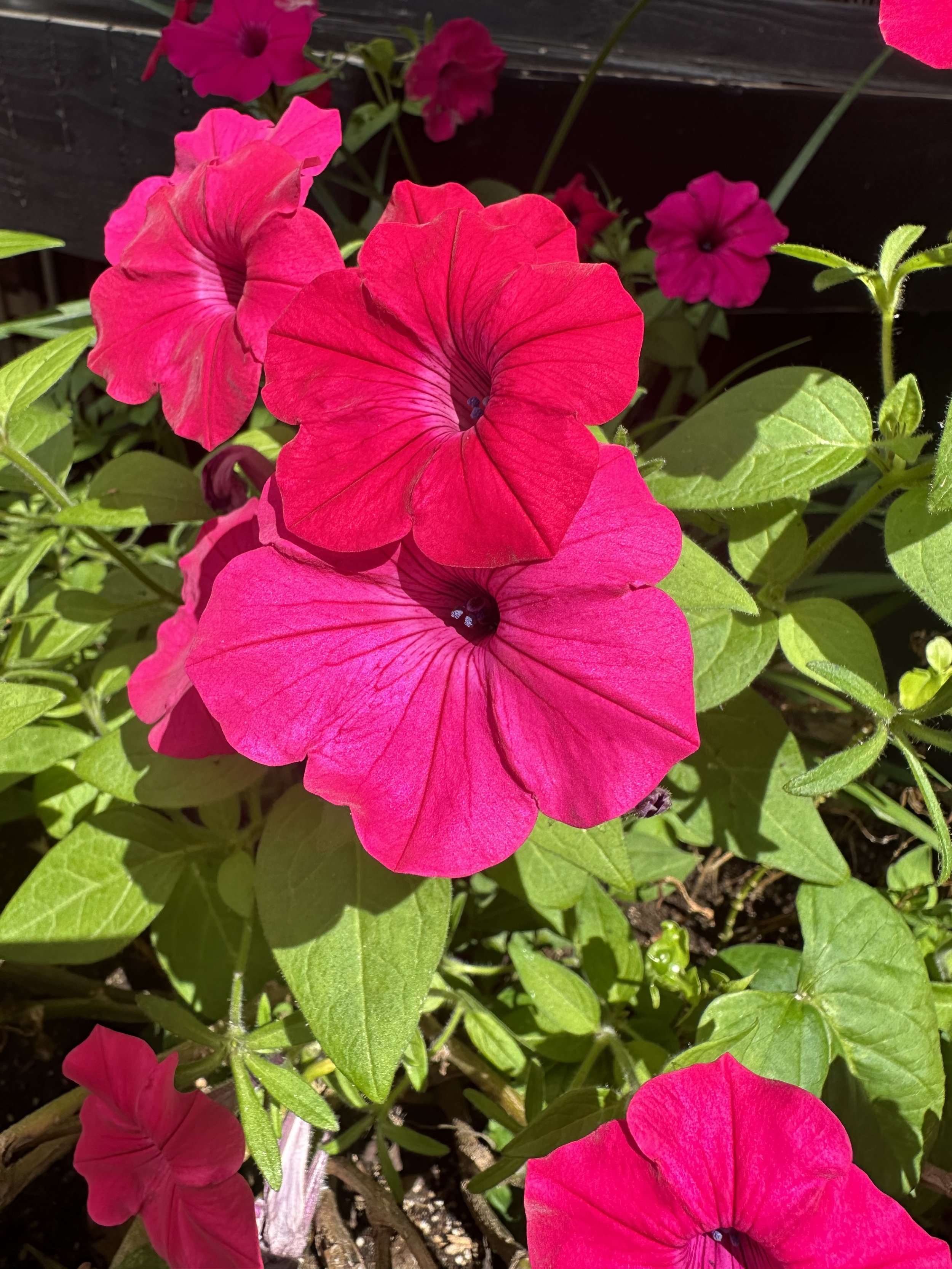 IMG_3883.jpeg