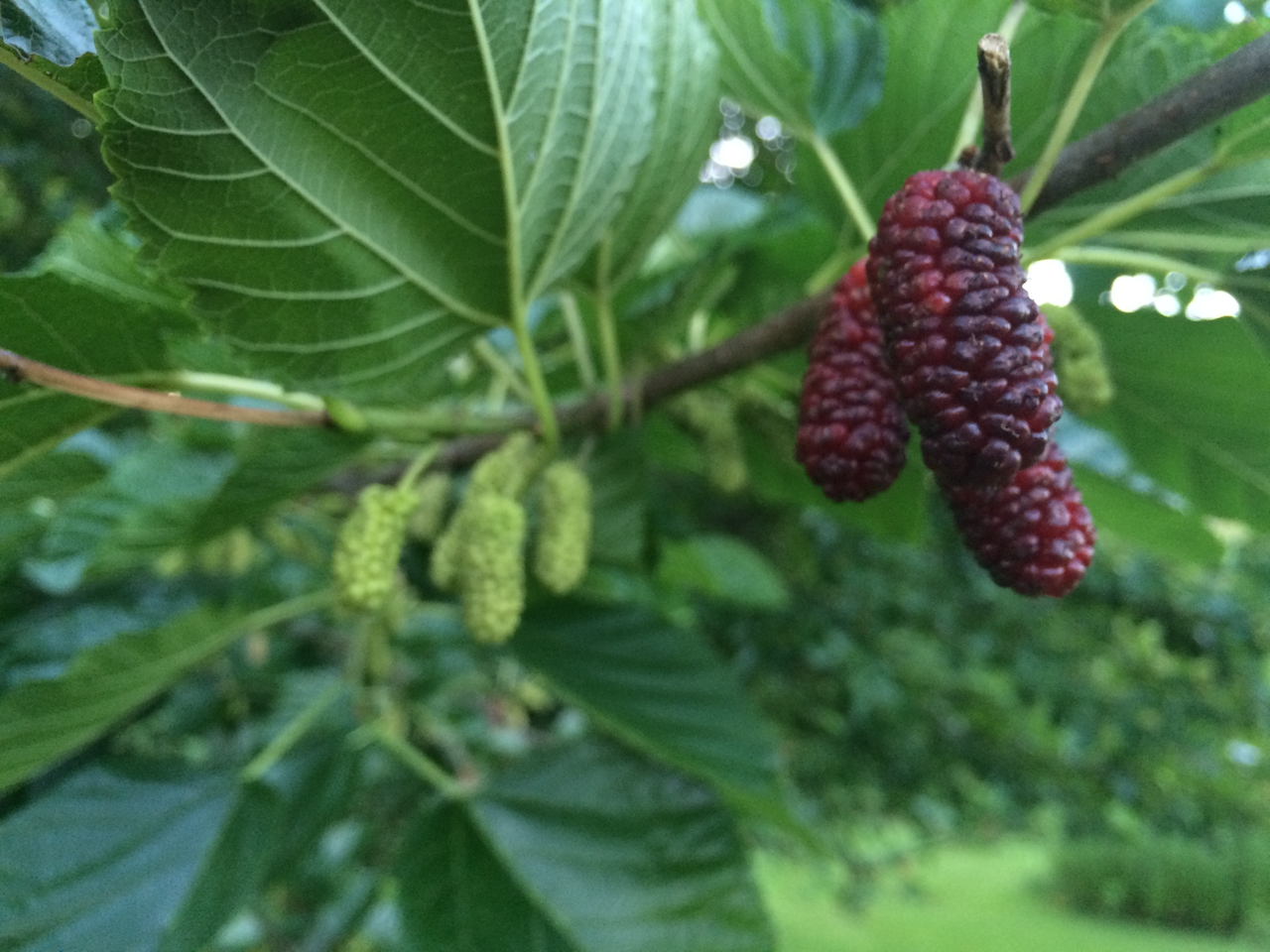 Mulberry fruit