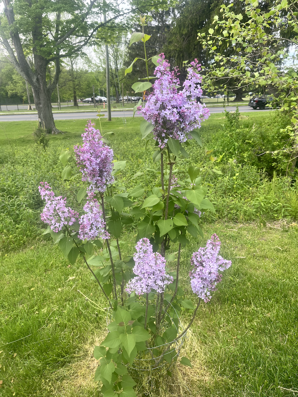 Lilac