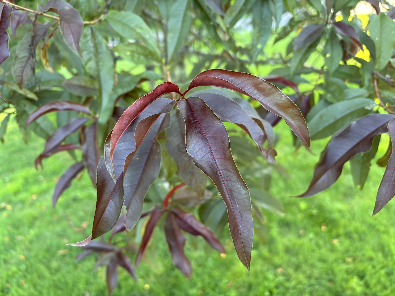 Purple Peach foliage