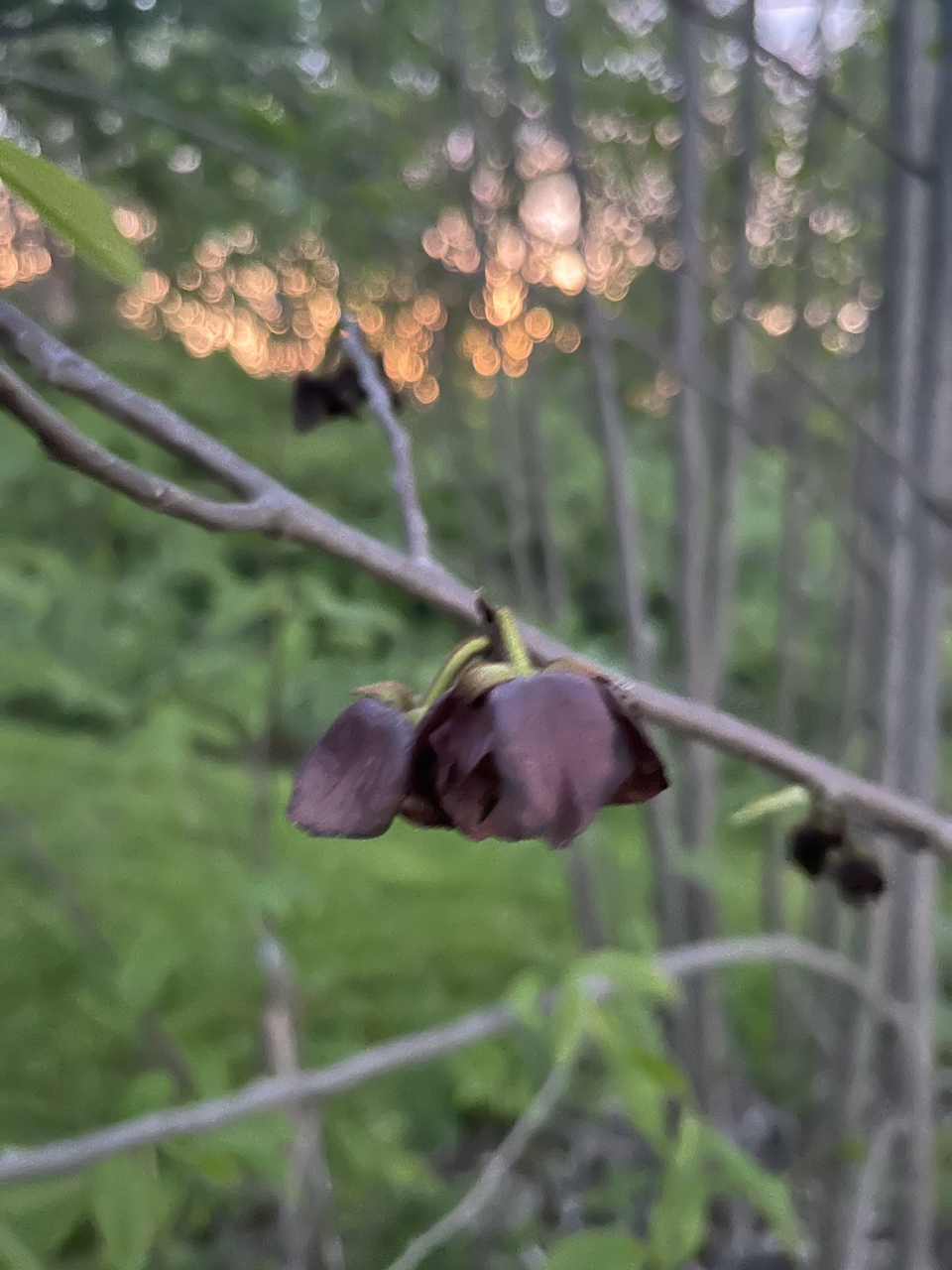 Pawpaw flower