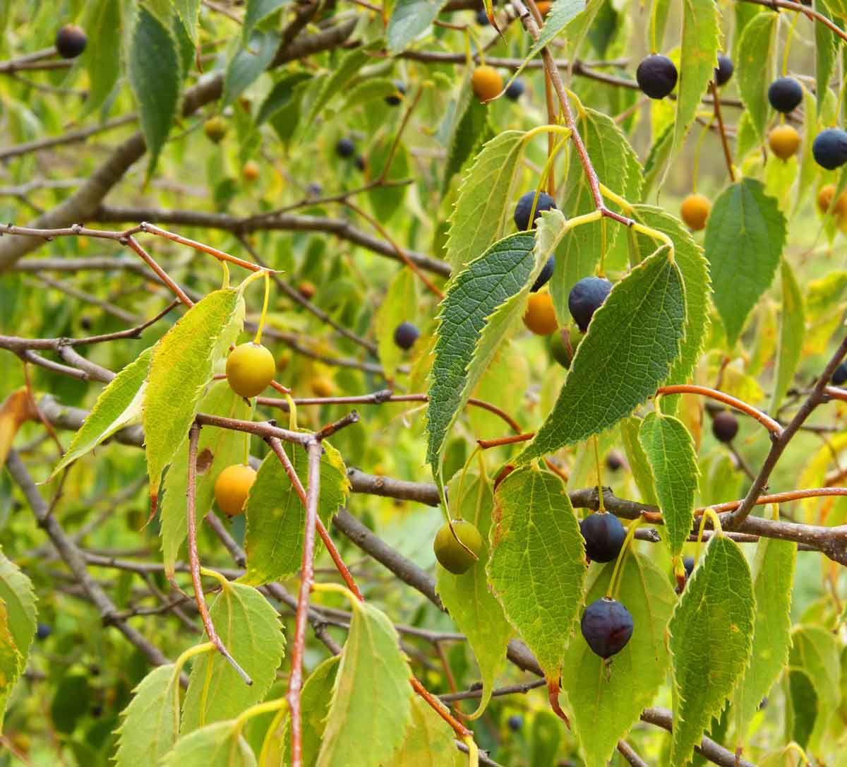 Hackberry