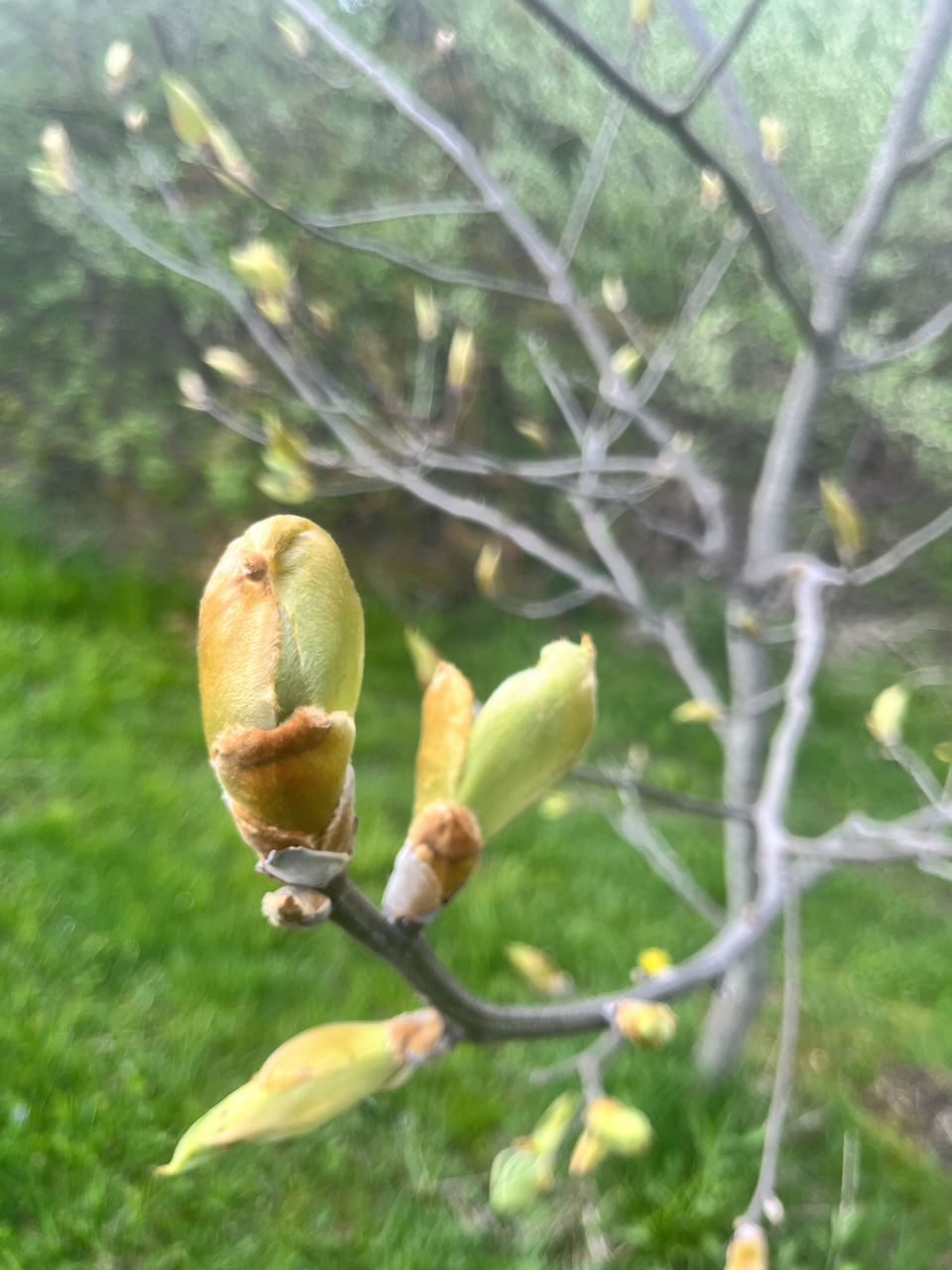 Hickory buds