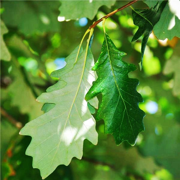 Swamp White Oak