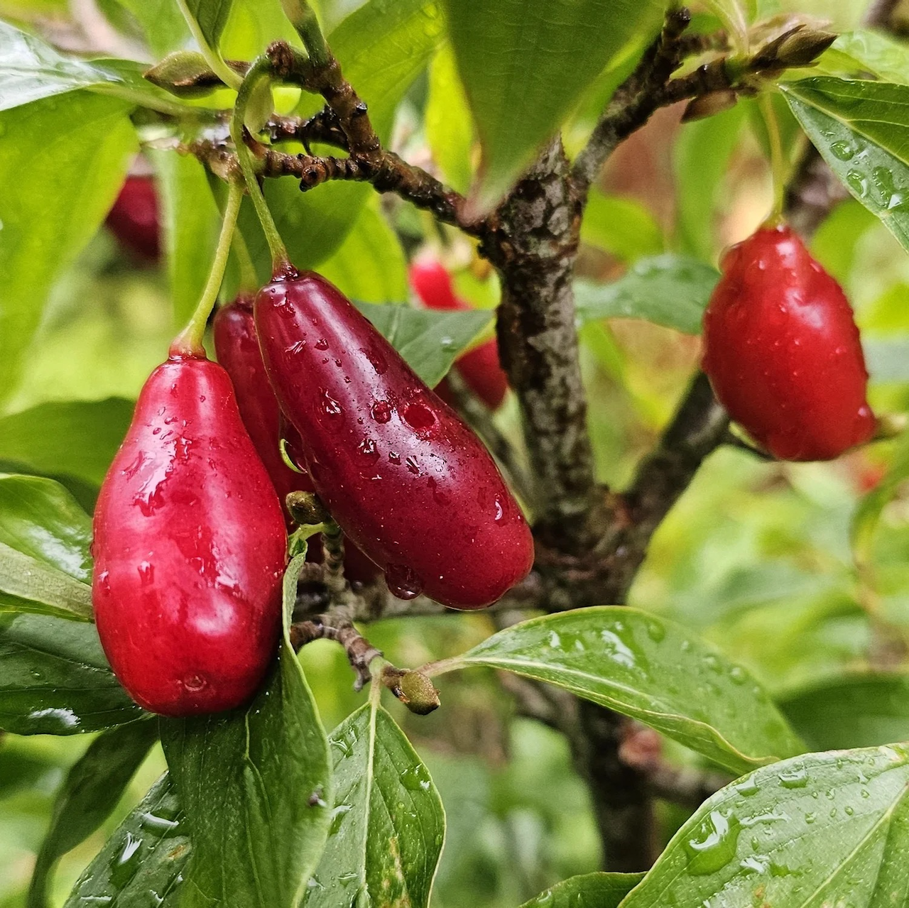 Cornelian Cherry
