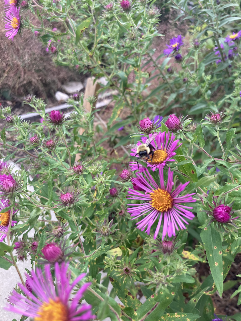 Aster