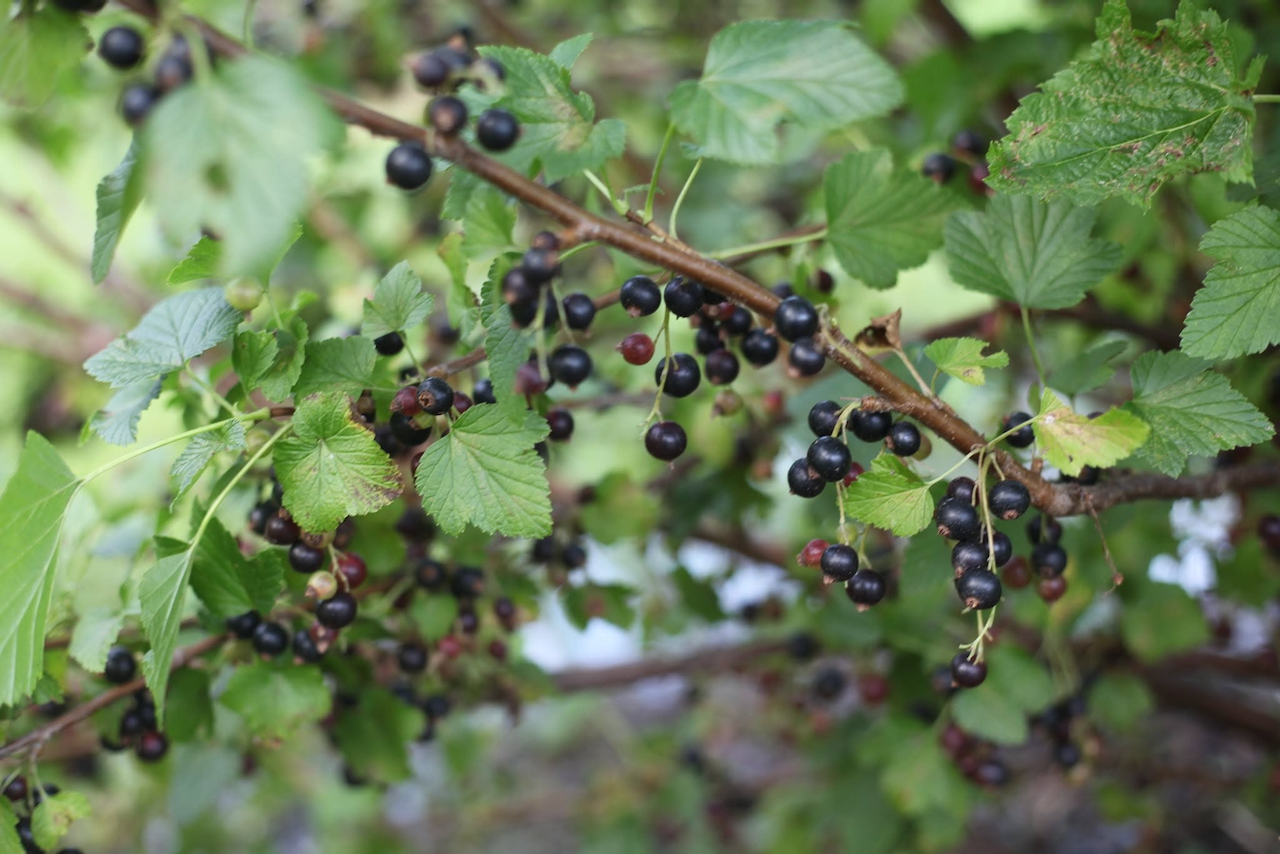 Black Currant