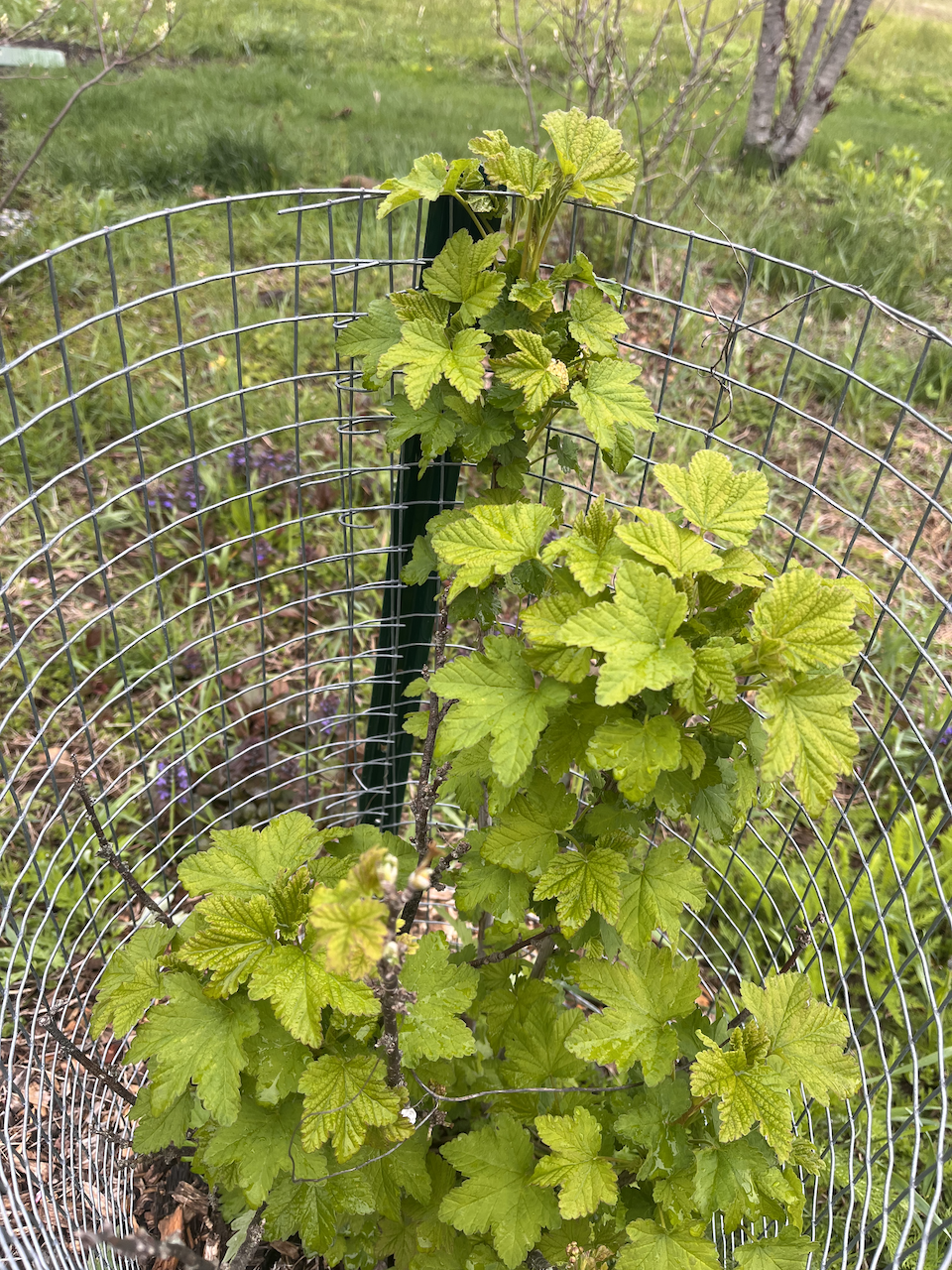 Currant Foliage