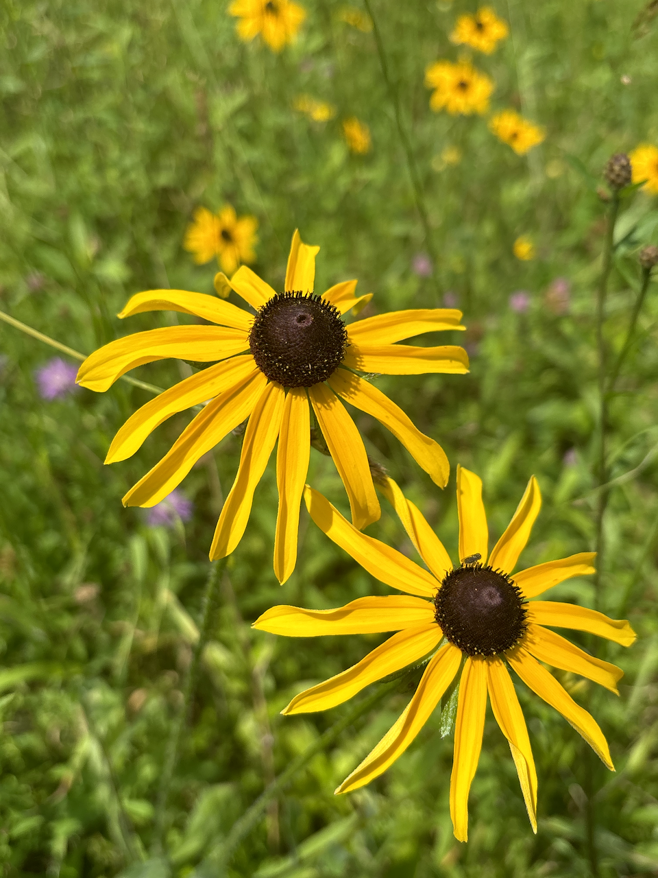 Black Eyed Susan