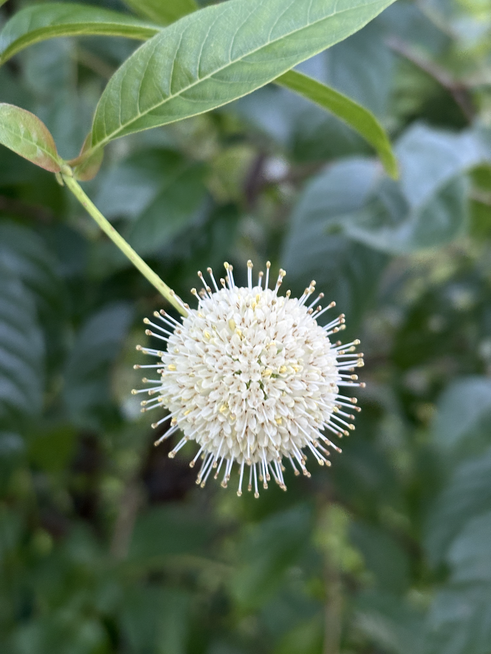 Buttonbush flower