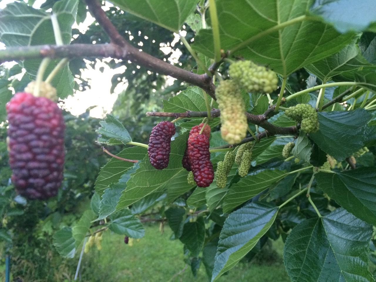 Mulberry, Illinois everbearing