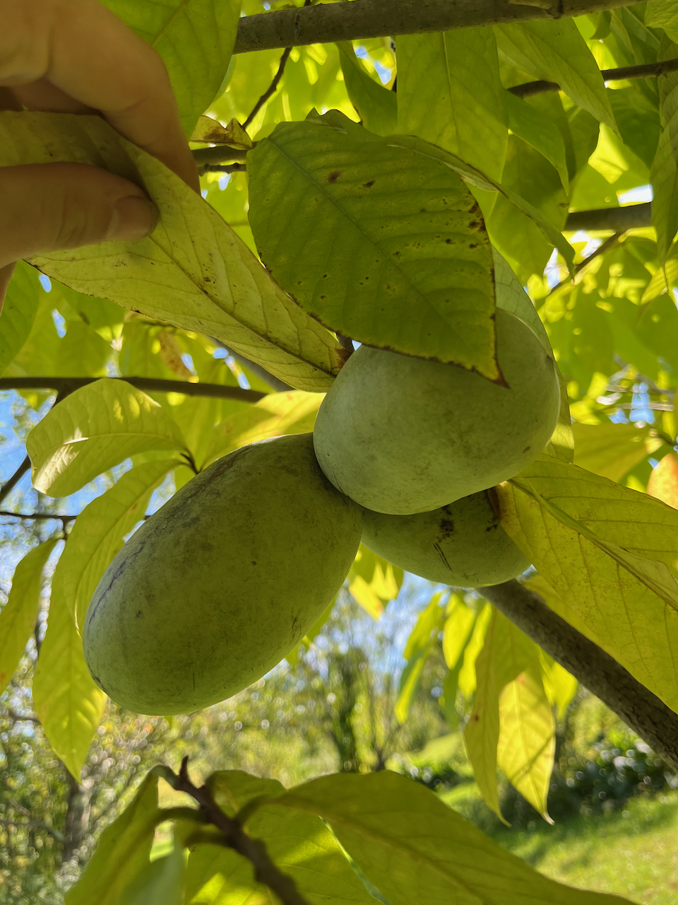 Pawpaw on the tree