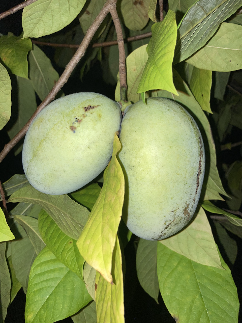 Pawpaw at night