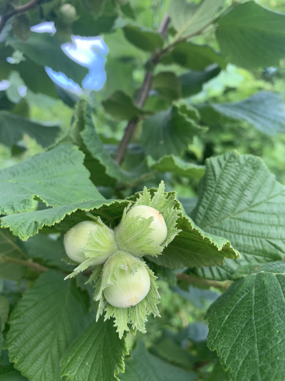 American Hazelnut
