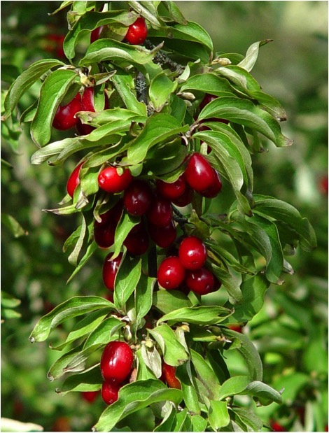 Cornelian Cherry