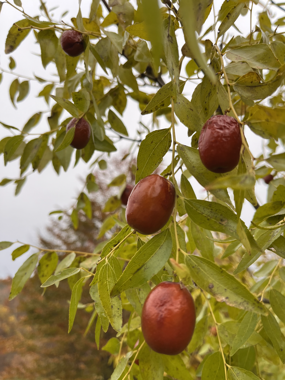 Jujube