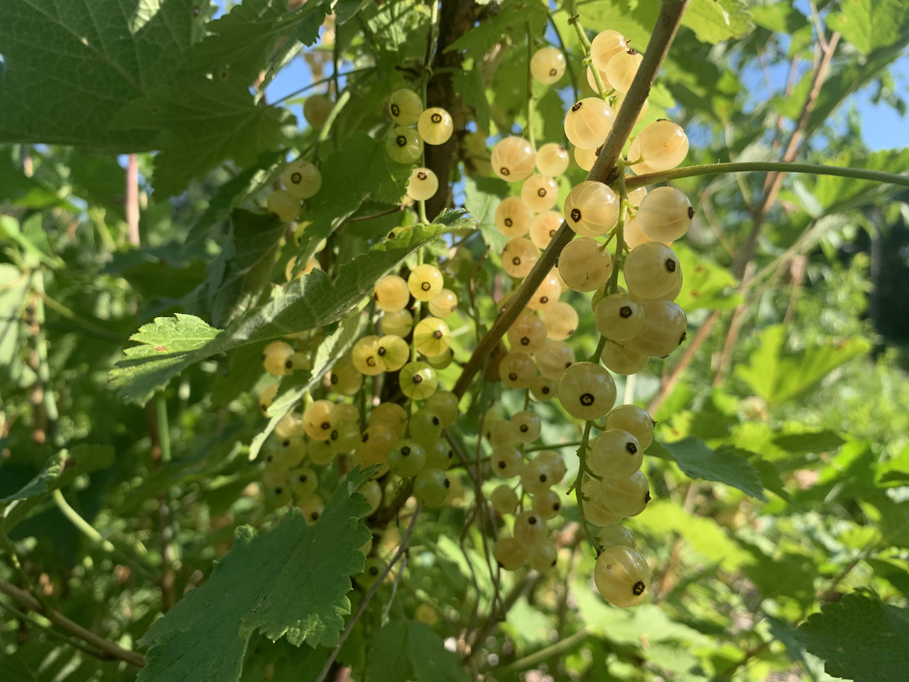 White Currant