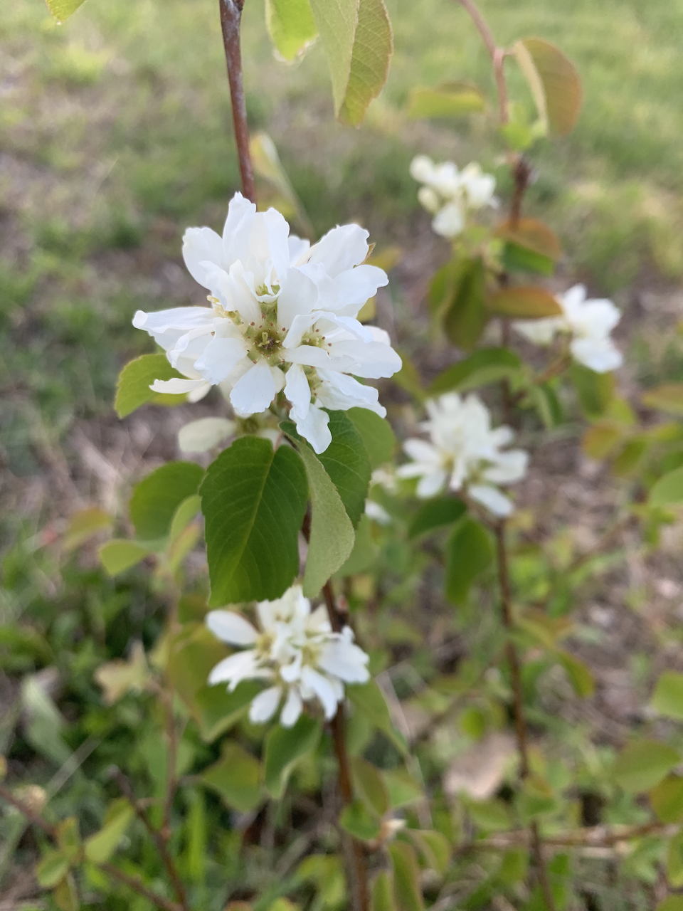 Serviceberry blossoms