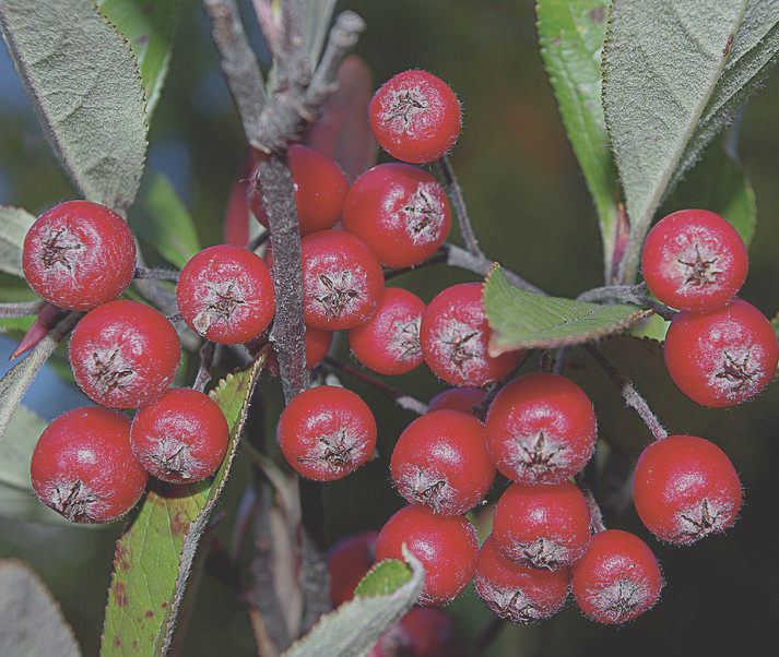 Red aronia
