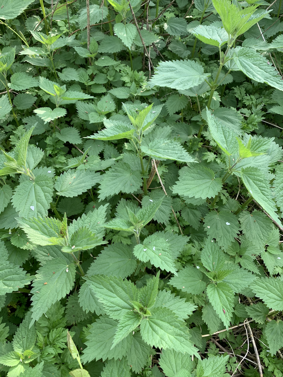 Bee Balm Foliage