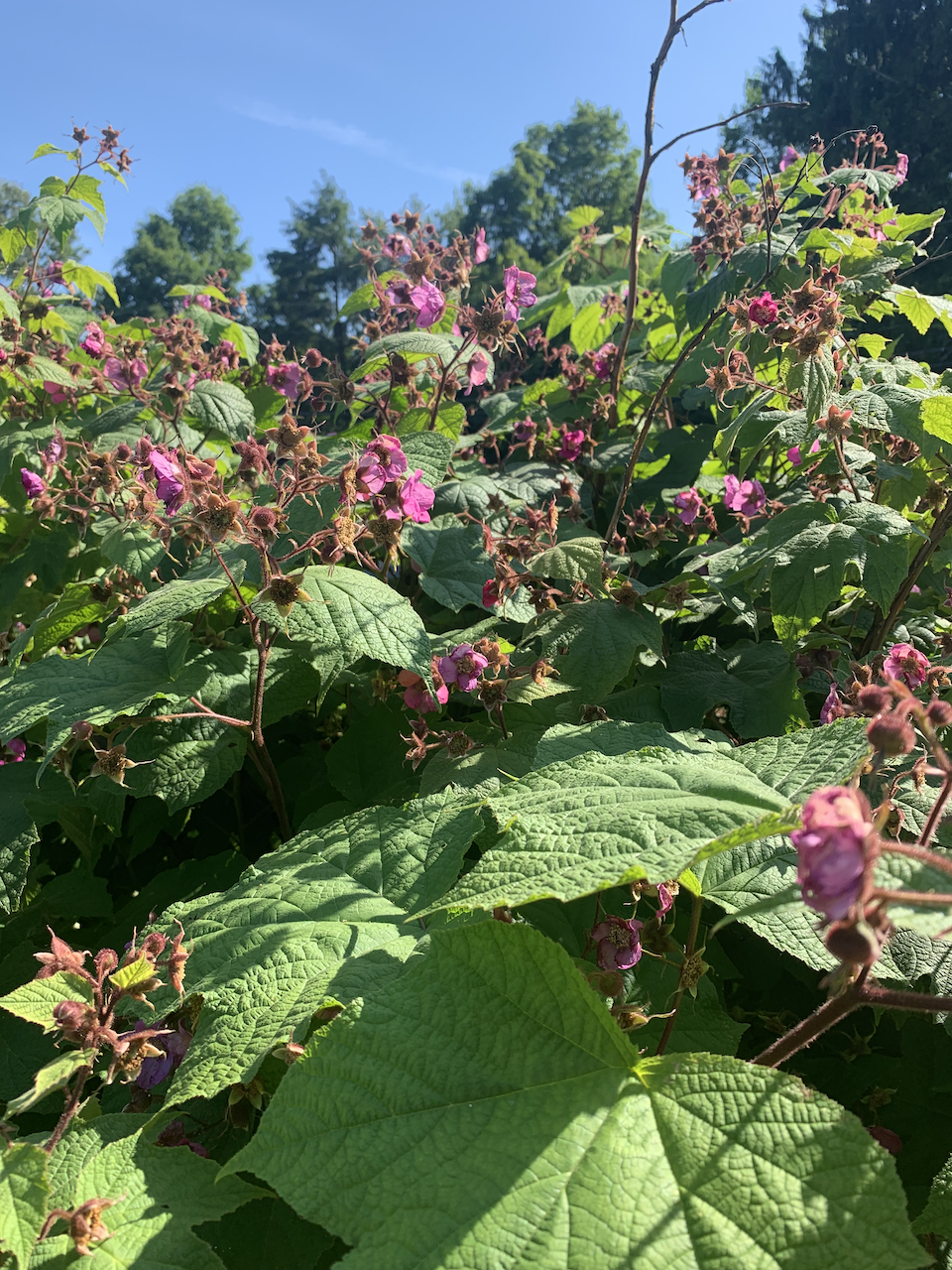 Purple Flowering Raspberry