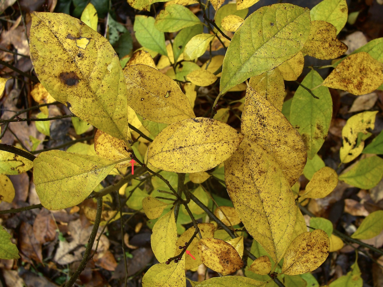 Spicebush in fall