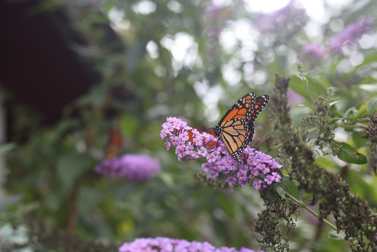 Butterfly Bush