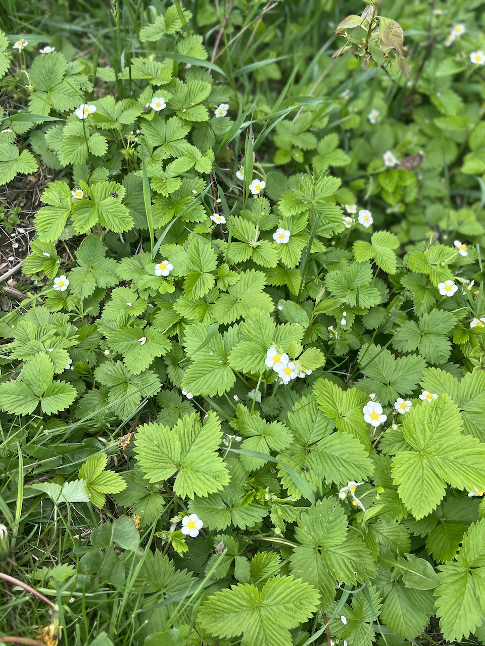 Alpine Strawberries