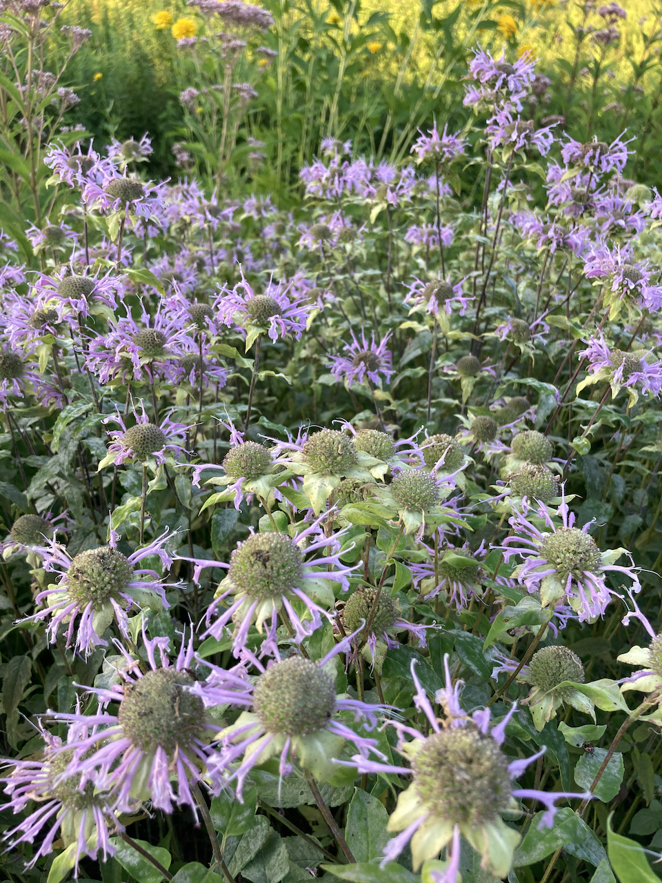 Bergamot