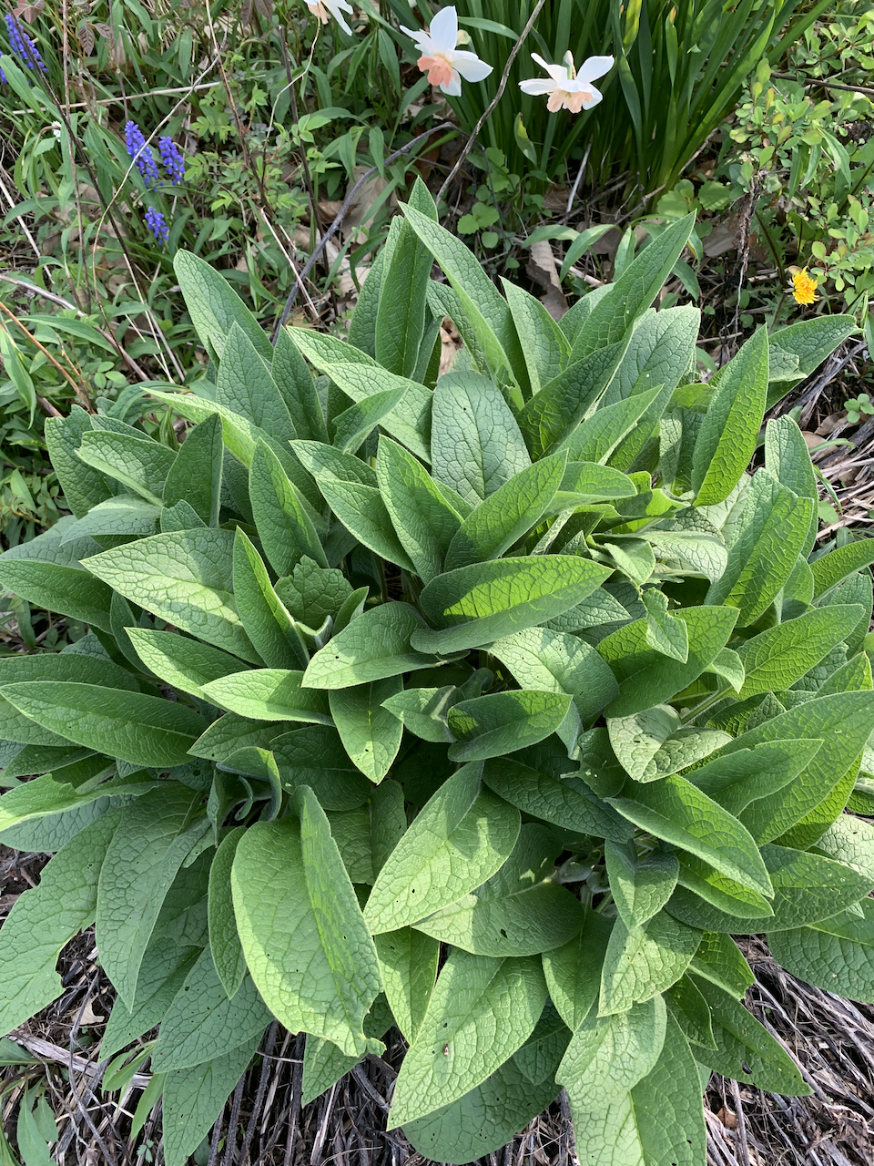 Sterile Russian Comfrey 