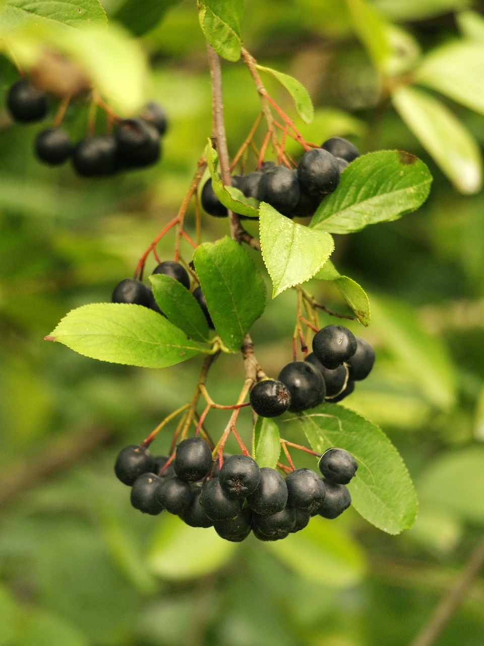 Aronia
