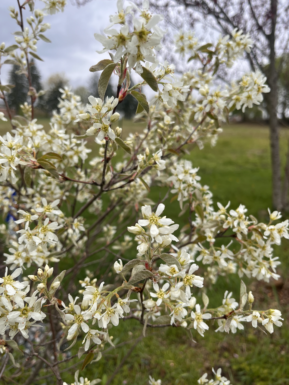 Serviceberry 