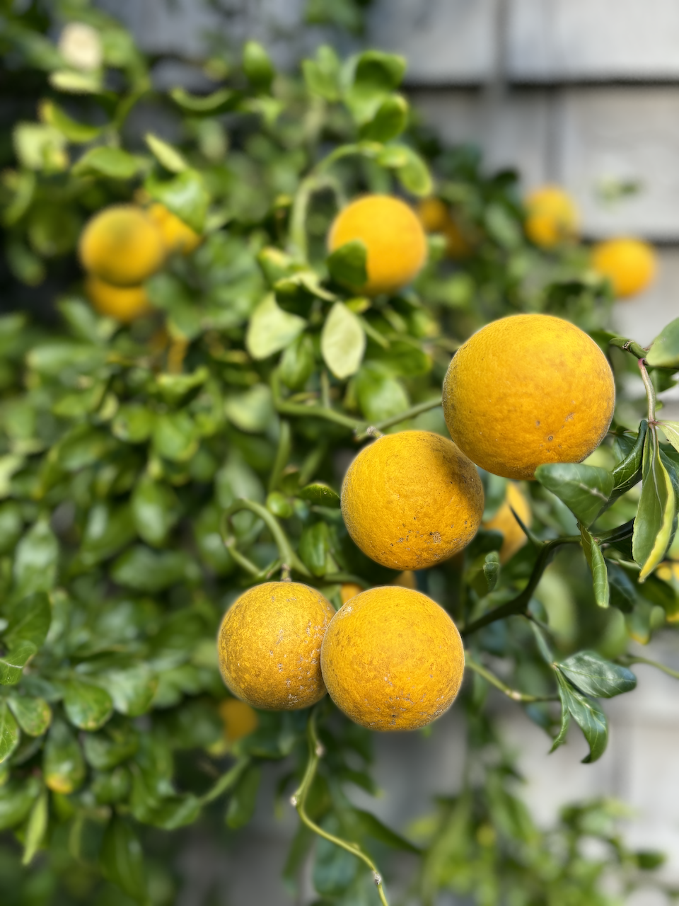 Hardy Citrus, Trifoliate orange