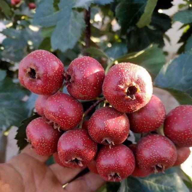 Chinese Hawthorn