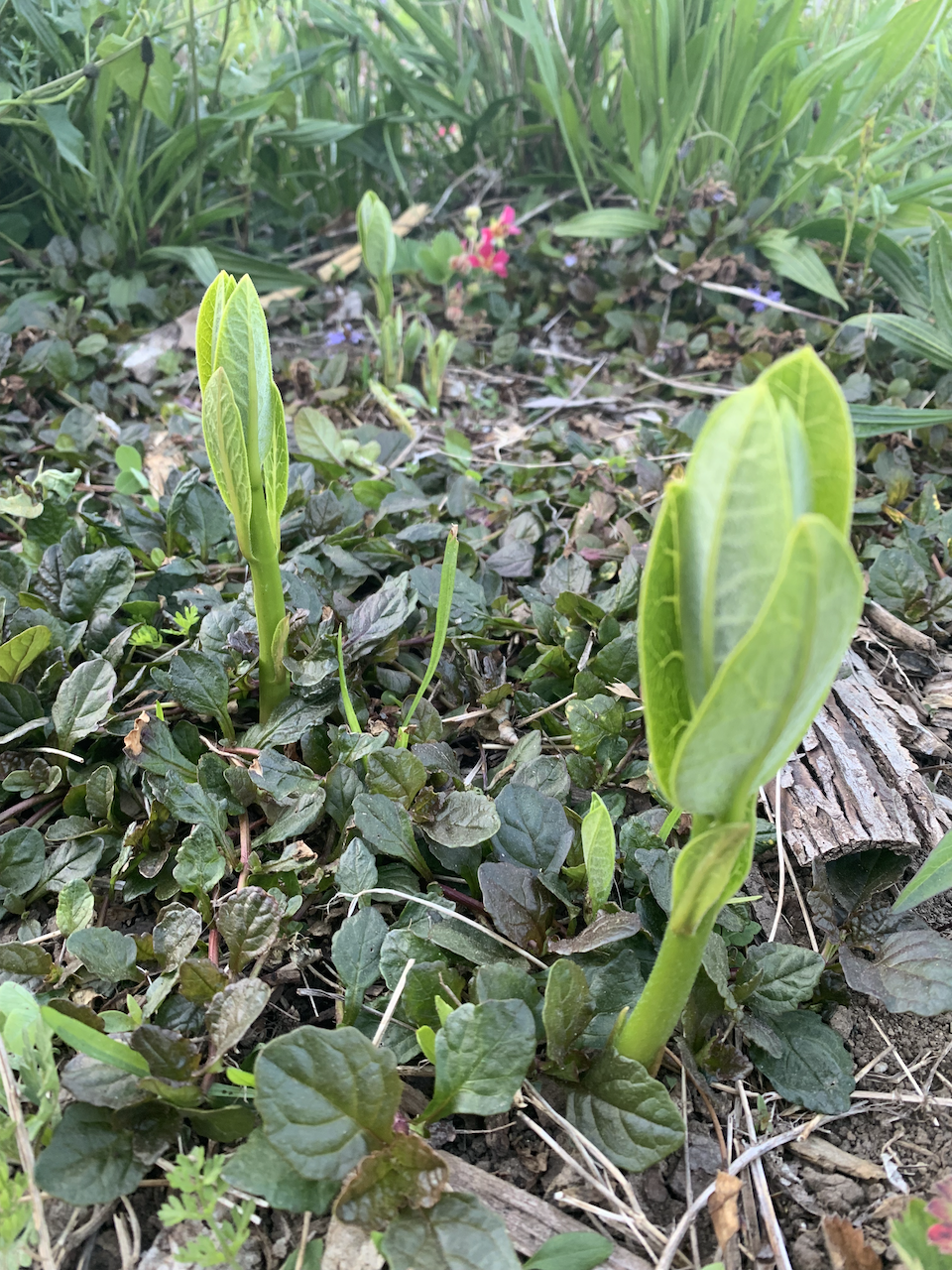 Milkweed shoots in bugelweed