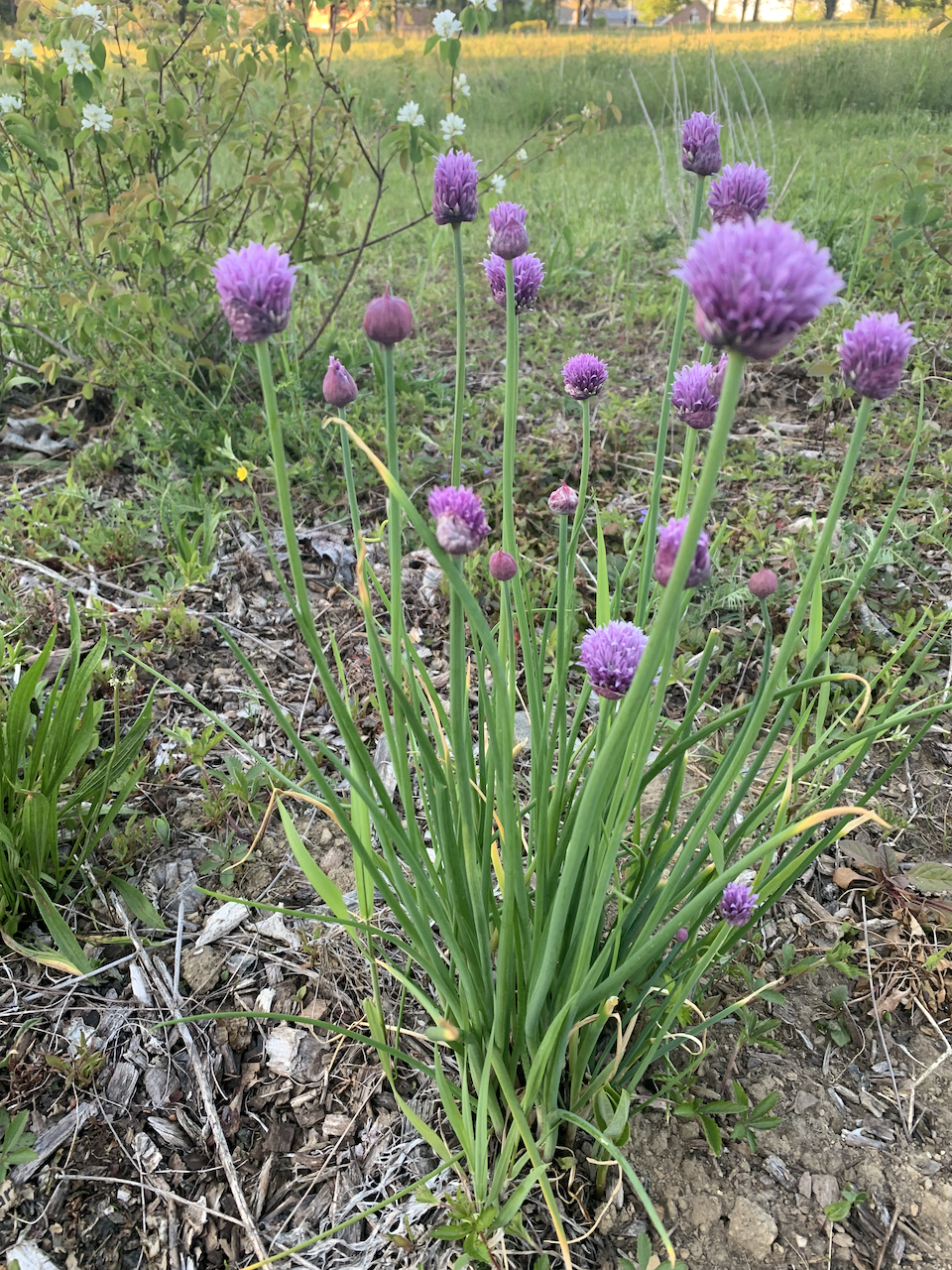 Garlic chives