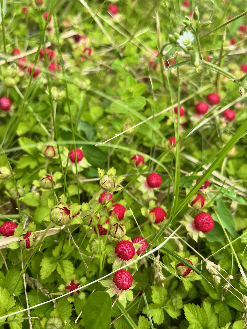 Potentilla indica