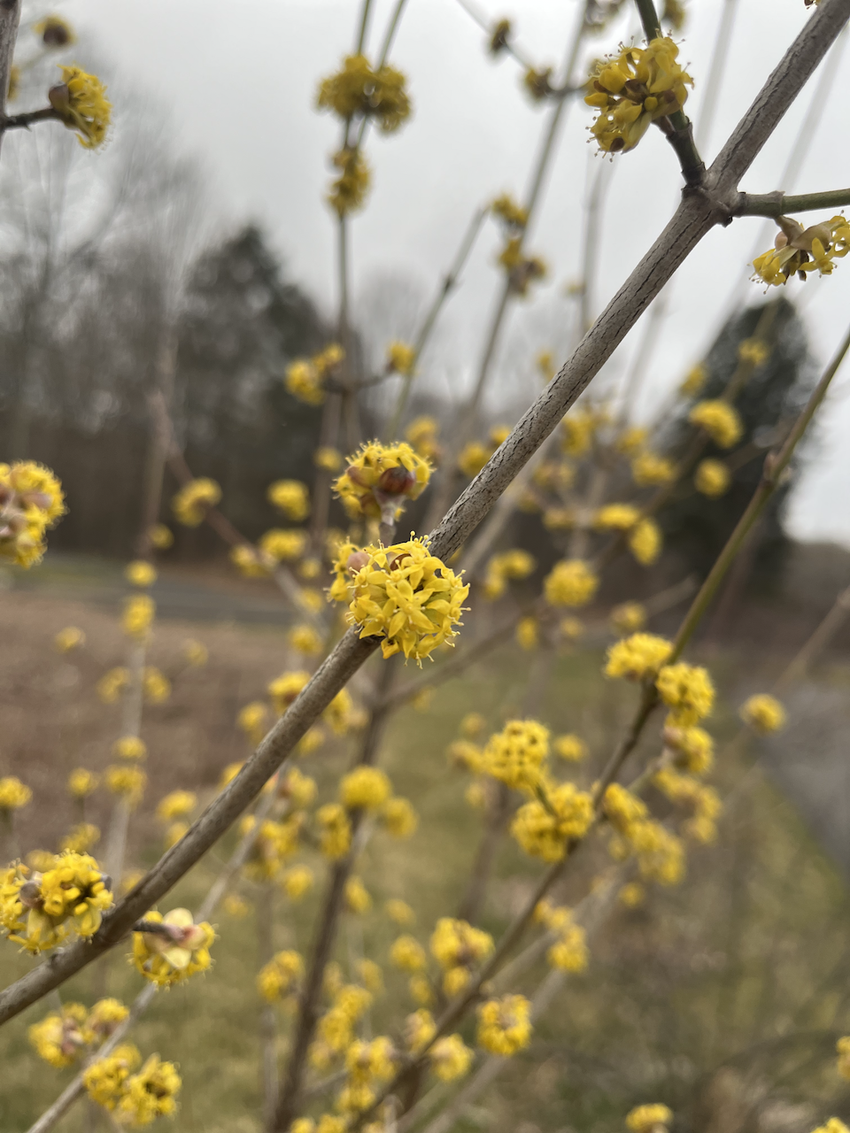 Witch Hazel