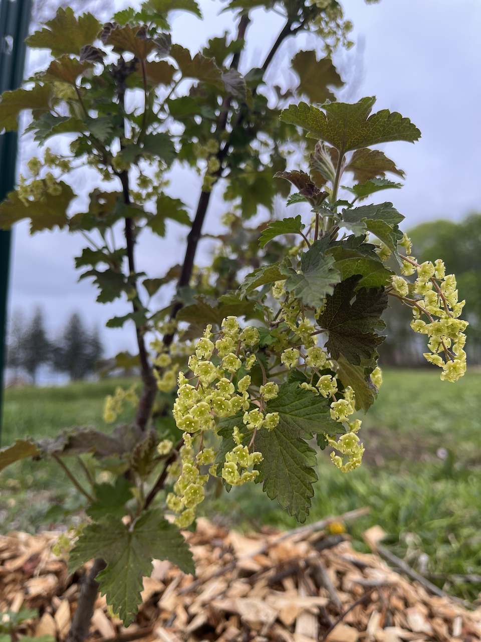 Currant flowers