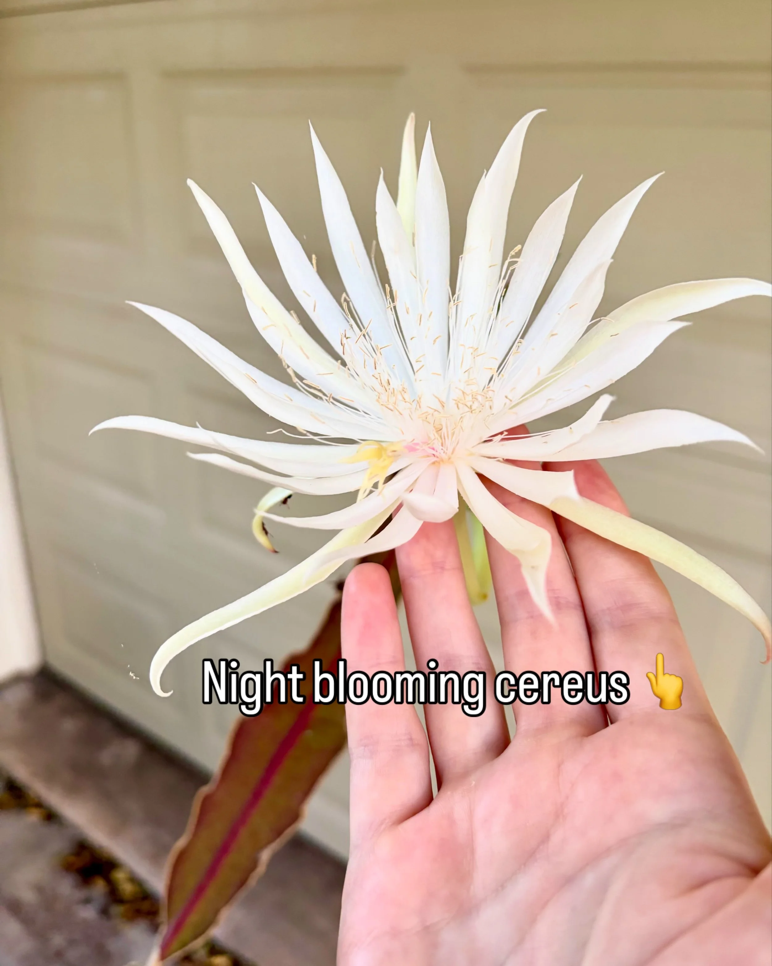 🚨 Big News, Y&rsquo;all! 🚨 The night blooming cereus has bloomed! I got to witness the beautiful, fragrant, and strange flower early this morning. Even more exciting: three more buds are ready to pop! So surprising to see this during the oppressive