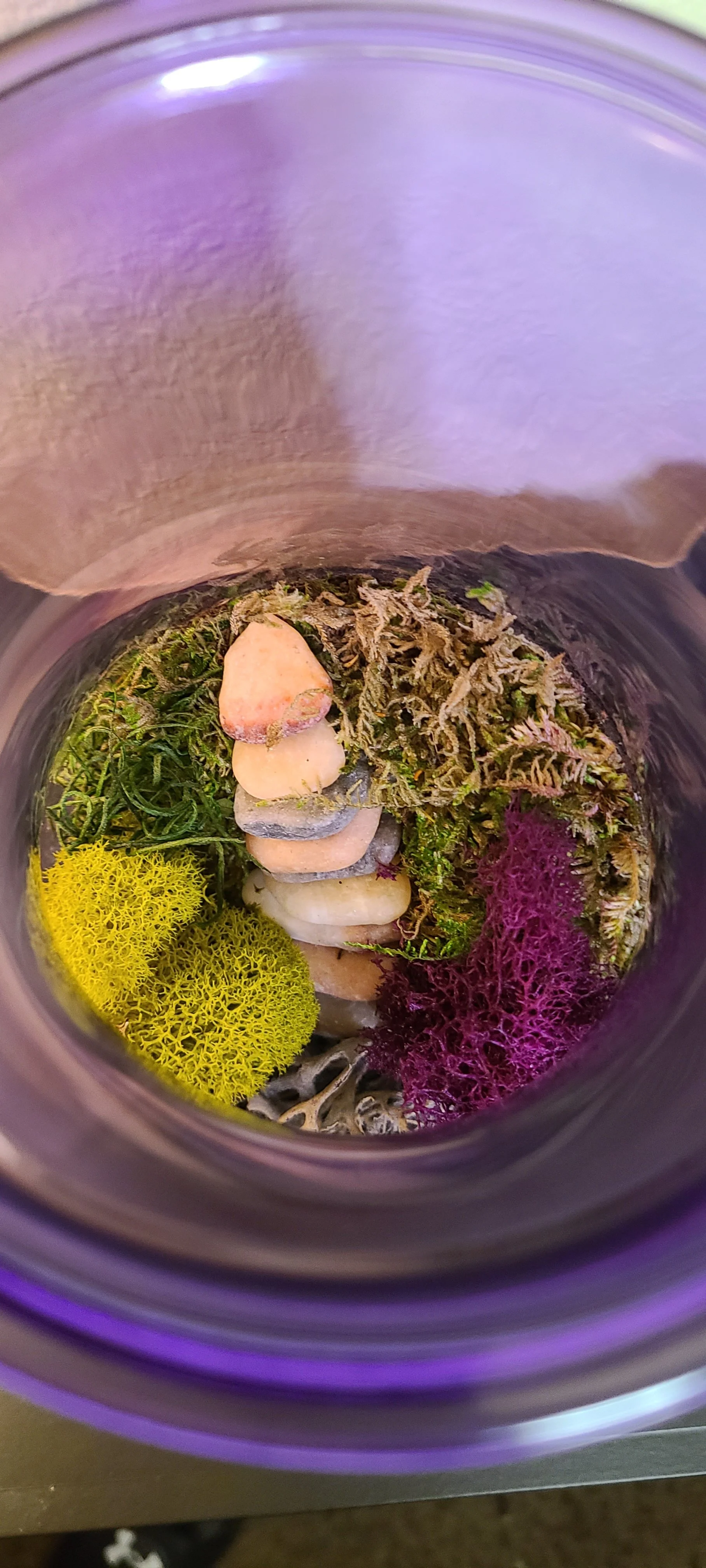 Inside view of Lulu's Living Art terrarium.
